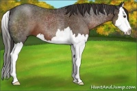 Horse Color:Liver Chestnut Splash 