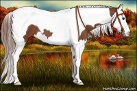 Horse Color:Chestnut Splash Tobiano