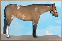 Horse Color:White Spotted Brown Dun 