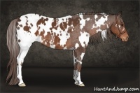 Horse Color:White Spotted Liver Chestnut Appaloosa 