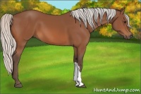 Horse Color:Silver Bay 