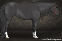 Horse Color:Smoky Black 