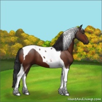 Horse Color:Bay Tobiano 