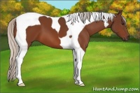 Horse Color:Silver Bay Tobiano 