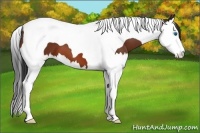 Horse Color:Bay Splash Tobiano