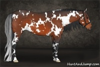 Horse Color:White Spotted Brown