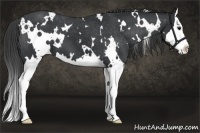 Horse Color:White Spotted Black Splash Varnish