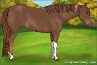 Horse Color:Chestnut Tobiano 