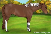 Horse Color:Chestnut Tobiano 
