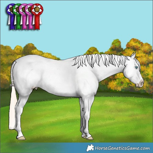 Horse Color:Gold Champagne Pearl Splash Tobiano Appaloosa Rabicano 