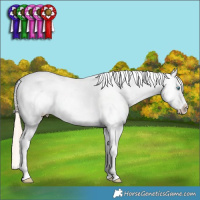 Horse Color:Gold Champagne Pearl Splash Tobiano Appaloosa Rabicano