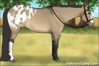 Horse Color:Bay Dun Appaloosa 