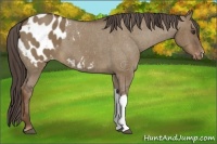 Horse Color:Liver Red Dun Appaloosa 