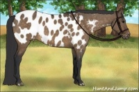 Horse Color:Bay Dun Appaloosa 