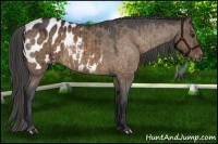 Horse Color:Brown Dun Appaloosa