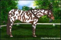 Horse Color:Liver Chestnut Appaloosa