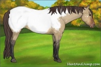 Horse Color:Bay Dun Near Fewspot 