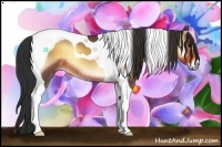 Horse Color:Buckskin Onyx Tobiano 