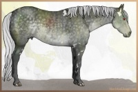 Horse Color:White Spotted Silver Black Chinchilla Sabino 