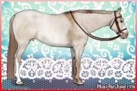 Horse Color:Red Dun Appaloosa Rabicano Brindle