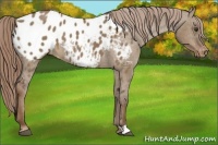Horse Color:Liver Red Dun Appaloosa