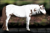 Horse Color:Liver Chestnut Tobiano Frame Near Leopard Rabicano 