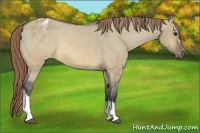 Horse Color:Buckskin Dun Varnish 
