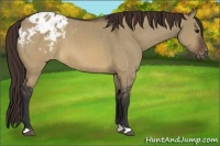 Horse Color:Brown Dun Appaloosa 
