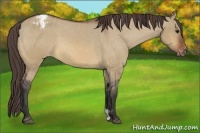 Horse Color:Bay Dun Appaloosa