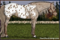 Horse Color:Liver Red Dun Appaloosa 