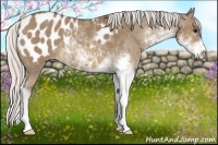 Horse Color:Silver Brown Dun Sabino Appaloosa Rabicano