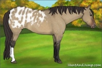 Horse Color:Brown Dun Appaloosa 
