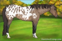 Horse Color:Brown Dun Appaloosa 