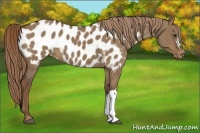 Horse Color:Liver Red Dun Appaloosa