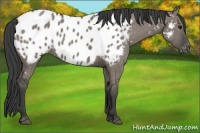 Horse Color:Grullo Appaloosa 