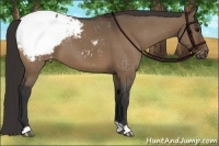 Horse Color:Brown Dun Appaloosa