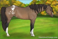 Horse Color:Brown Dun Appaloosa