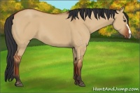 Horse Color:Bay Dun