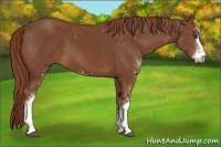 Horse Color:Chestnut Sabino