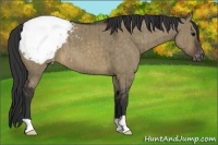 Horse Color:Brown Dun Appaloosa Brindle