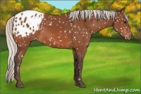 Horse Color:Silver Bay Appaloosa