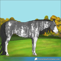 Horse Color:Black Sabino 
