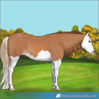 Horse Color:Chestnut Splash 