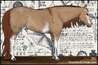 Horse Color:White Spotted Red Dun Rabicano 