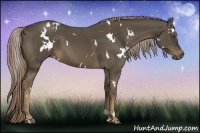 Horse Color:White Spotted Chocolate Palomino
