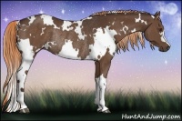 Horse Color:White Spotted Liver Chestnut Rabicano 