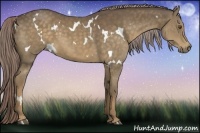 Horse Color:White Spotted Chocolate Palomino 