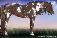 Horse Color:White Spotted Liver Chestnut 