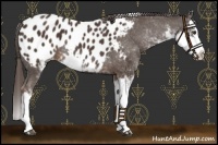 Horse Color:Liver Chestnut Sabino Splash Appaloosa Rabicano