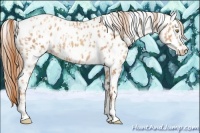 Horse Color:Gold Champagne Appaloosa and Gold Champagne Appaloosa